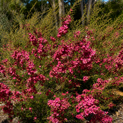 Leptospermum scoparium Riot