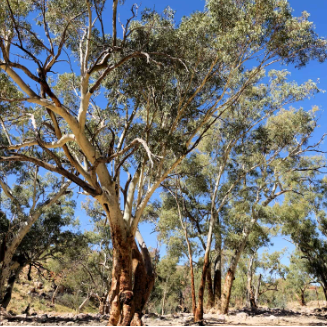 Eucalyptus camaldulensis River Red Gum