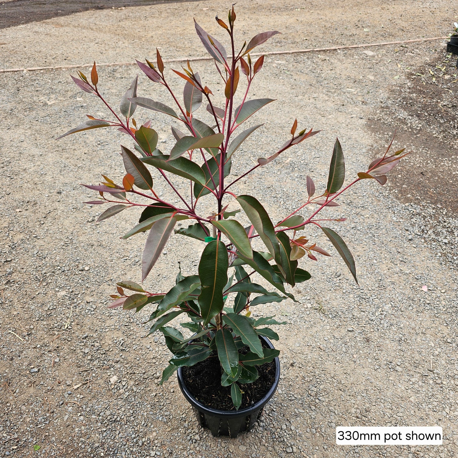 Corymbia ficifolia Precious Pearl