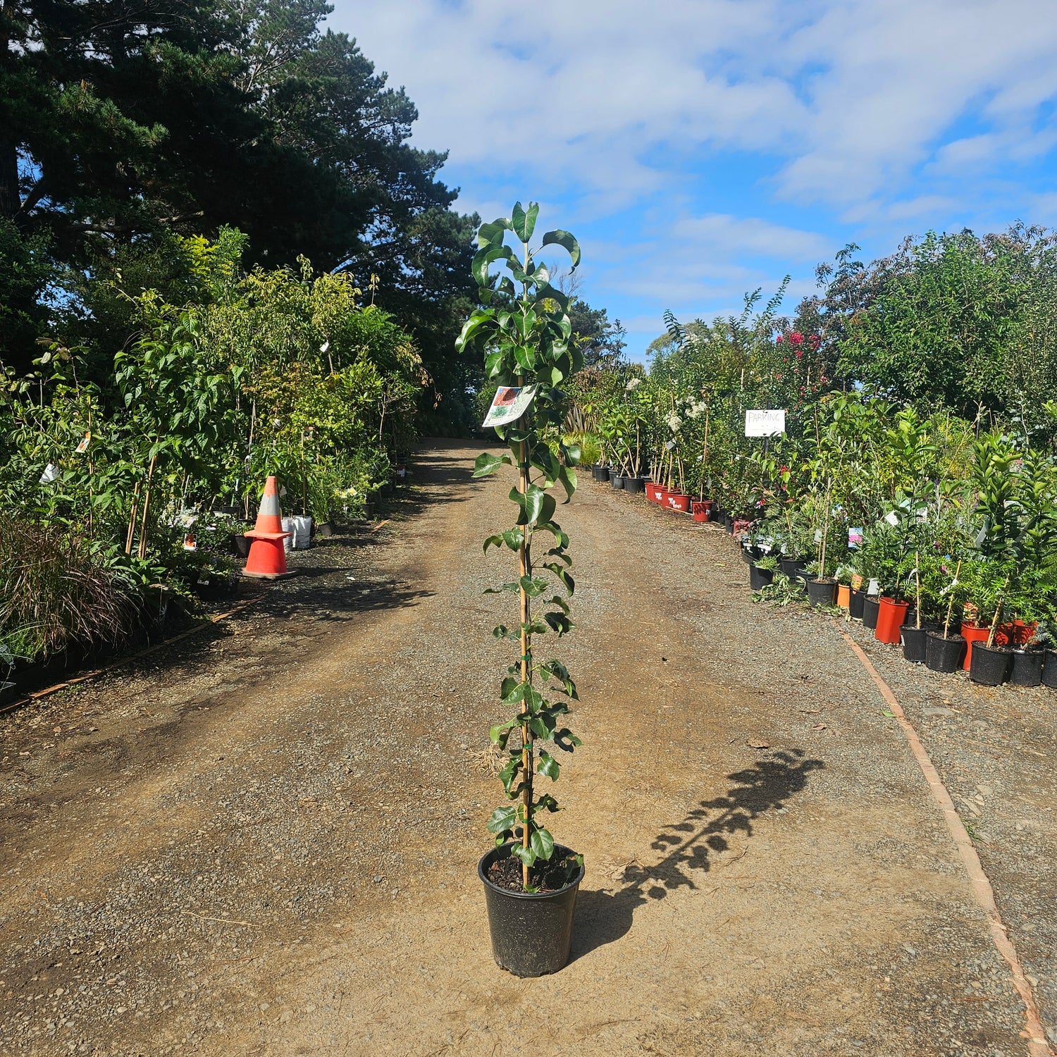 Pyrus calleryana Mini Capital Pear