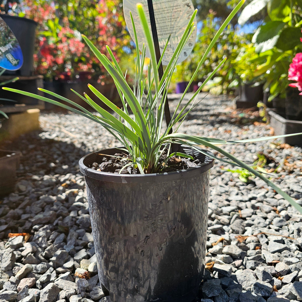 Lomandra filiformis Lil Bluey