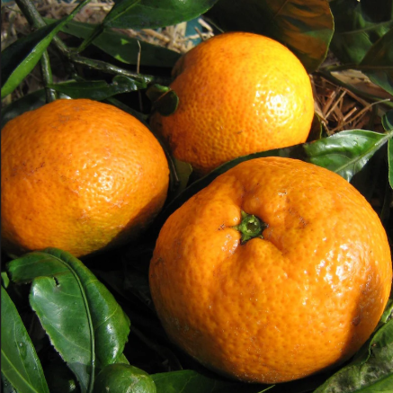 Citrus unshiu Robbie Engalls Seedless Mandarin - Dwarf