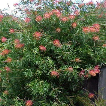 Grevillea spp. Robyn Gordon