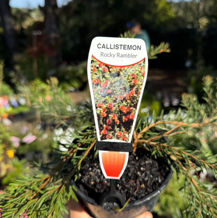 Callistemon pearsonii Rocky Rambler