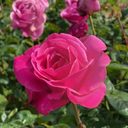 Best Friend rose