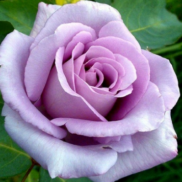 Blue Moon rose