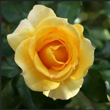 Gold Bunny rose