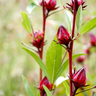 Hibiscus sabdariffa Tucker Bush tm Rosella