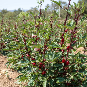 Hibiscus sabdariffa Tucker Bush tm Rosella