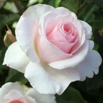 Mothers Love rose