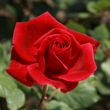 Mr Lincoln rose