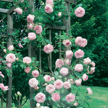 Pierre de Ronsard Climbing Rose