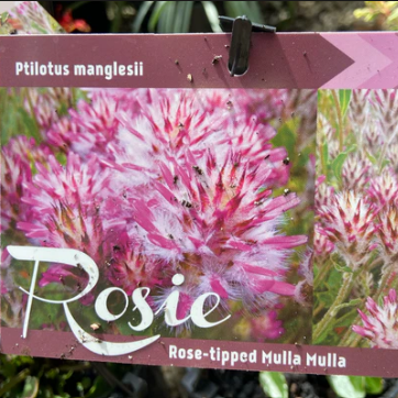 Ptilotus manglesii Rosie