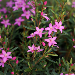 Crowea exalata Rosey Star