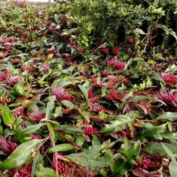 Grevillea Poorinda Royal Mantle