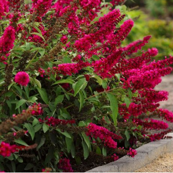 Buddleja davidii Royal Red