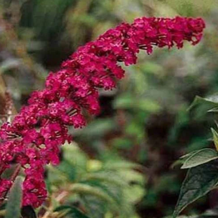 Buddleja davidii Royal Red