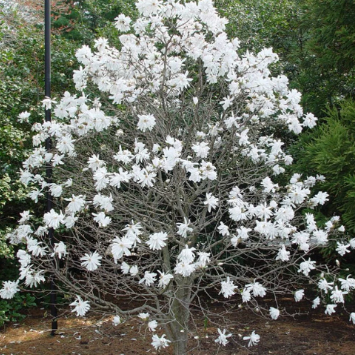 Magnolia stellata Royal Star