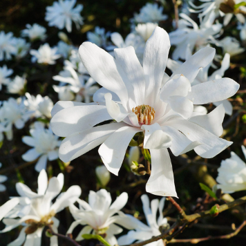 Magnolia stellata Royal Star