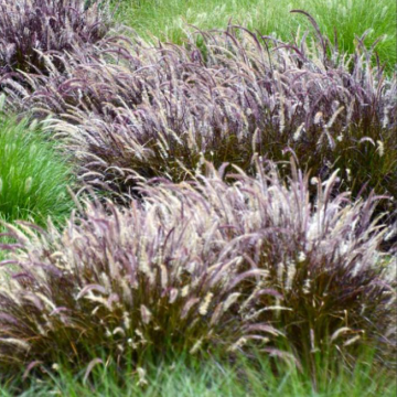 Pennisetum advena Rubrum Dwarf