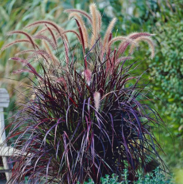 Pennisetum advena Rubrum Dwarf