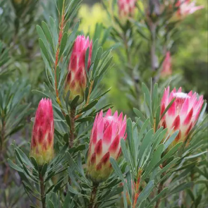 Protea neriifolia Ruby Blush