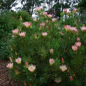 Protea neriifolia Ruby Blush