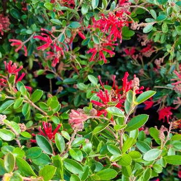 Grevillea rhyolitica Ruby Jewel