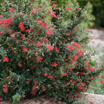 Grevillea rhyolitica Ruby Jewel