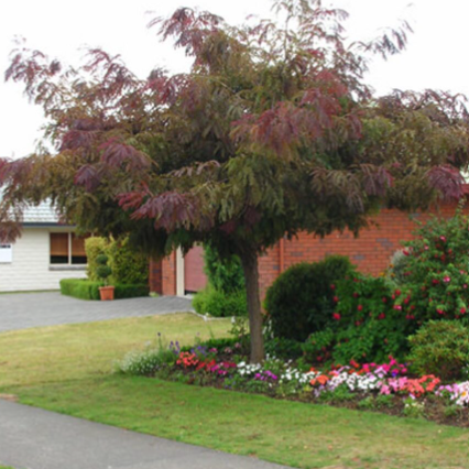 Gleditsia triacanthos Ruby Lace