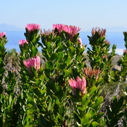 Protea Australis Ruby
