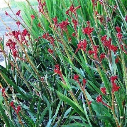 Anigozanthos hybrida Ruby Velvet