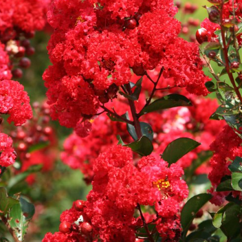 Lagerstroemia indica Ruffled Red Magic Bush Form