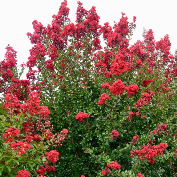 Lagerstroemia Ruffled Red Magic Crepe Myrtle
