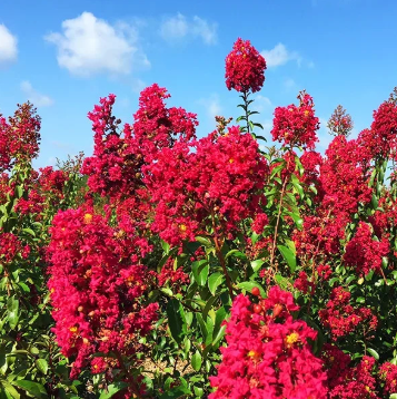 Lagerstroemia Ruffled Red Magic Crepe Myrtle