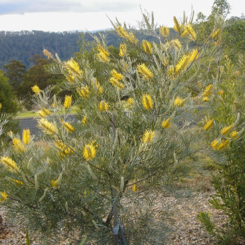 Grevillea Sandra Gordon