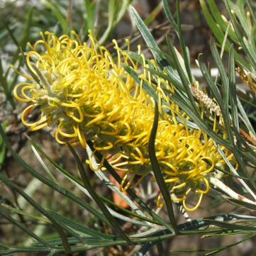 Grevillea Sandra Gordon