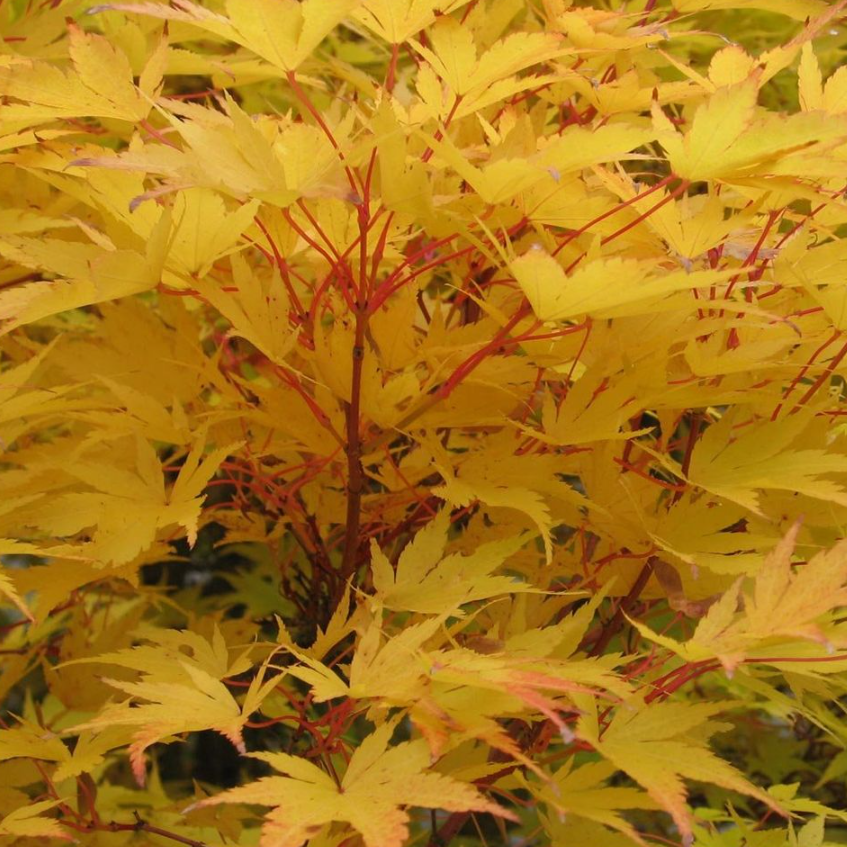 Acer palmatum Sango Kaku