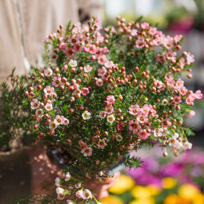 Chamelaucium uncinatum Sarah's Delight™