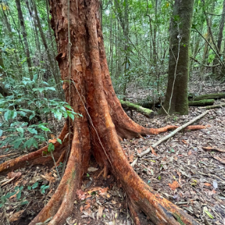 Syzygium papyraceum Paperbark Satinash