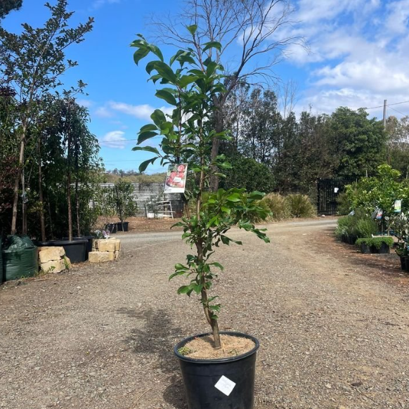 Prunus salicina Satsuma Dwarf Plum