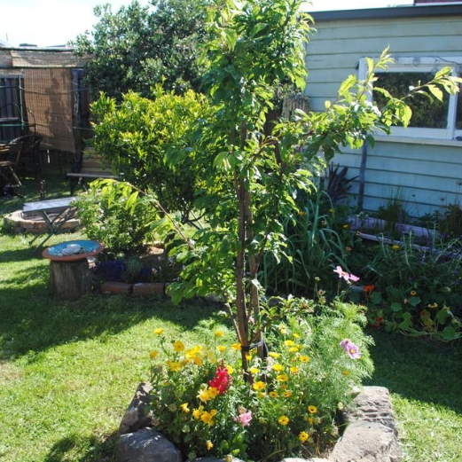 Prunus salicina Satsuma Plum Dwarf