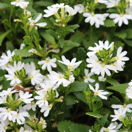 Scaevola aemula White