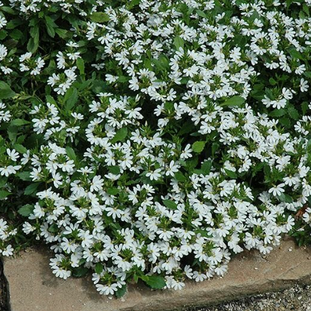 Scaevola aemula White