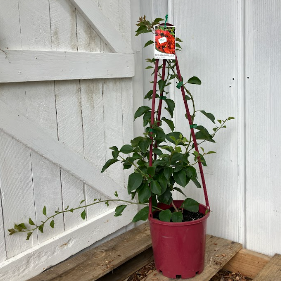 Bougainvillea Scarlet Glory