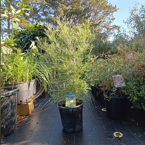 Grevillea Scarlet Moon PBR