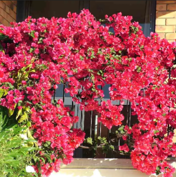 Bougainvillea Scarlet O Hara