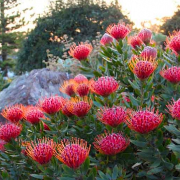 Leucospermum Scarlet Ribbon
