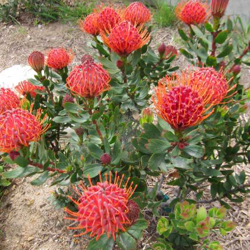 Leucospermum Scarlet Ribbon