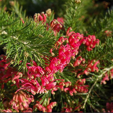 Grevillea rosmarinifolia Scarlet Sprite